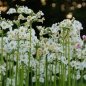 Mobile Preview: Primula japonica 'Alba' - Etagen-Primel